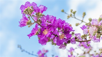 <i>Lagerstroemia speciosa</i> (Queen Crape Myrtle)